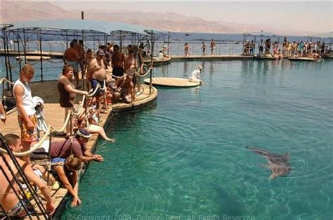 The Dolphin Reef , Eilat