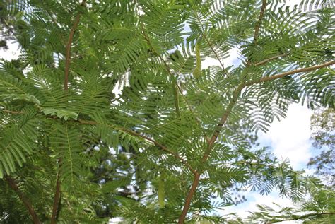 Cohoba Exotic Leafy Plants The Corroboree