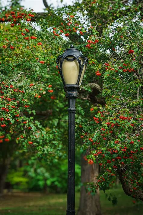 Central Park Photography Tips