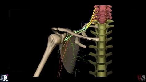 Obere Extremit T Plexus Brachialis Nicht End Ste D Doccheck