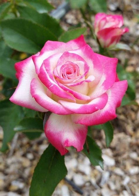Pin by Erol Albayrak on G\u00FCller | Beautiful flowers photography ...