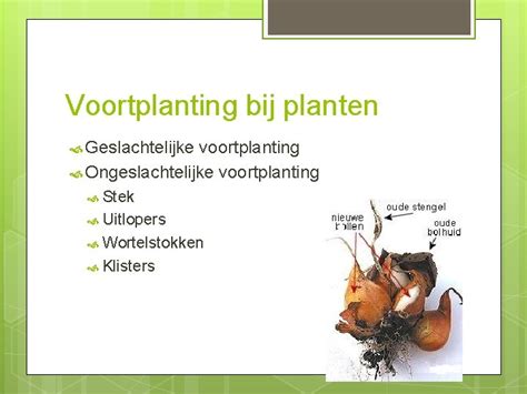 Hoofdstuk 9 Paragraaf 4 Voortplanting Bij Planten Wat