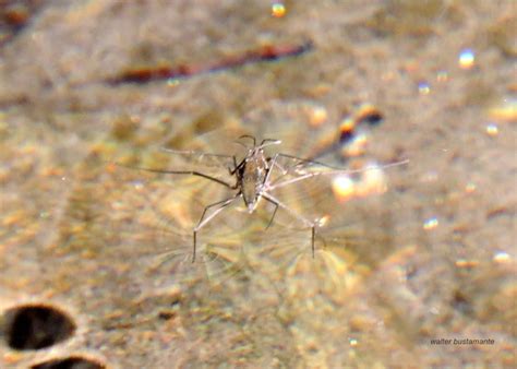 Eurygerris Fuscinervis From Col N C Rdoba Argentina On August