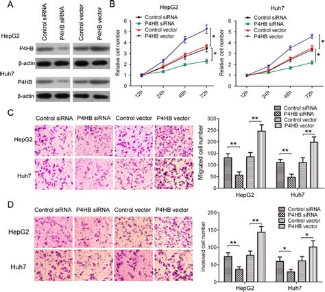 P4hb Promotes Hcc Cell Growth Migration And Invasion Hepg2 And