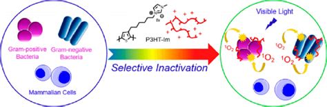 Scheme Of Selective Inactivation Of Bacteria In Mammalian Cells By