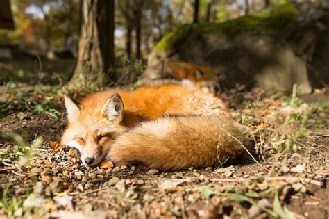 Premium Photo | Sleeping fox