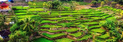 Tegalalang Y Las Terrazas De Arroz Gu A Exploring Bali