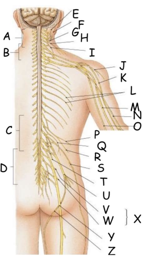 Peripheral Nerves And Nerve Plexus Diagram Quizlet