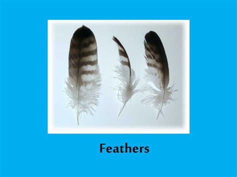 Ppt Feathers Fur And Scales Powerpoint Presentation Free Download