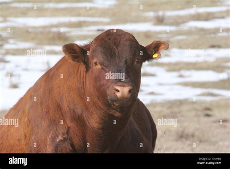 The Cattle Livestock Industry In Alberta Canada Is Alive And Well