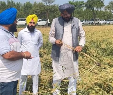 Agriculture Minister Kuldeep Singh Dhaliwal Inspects Crop Damage In