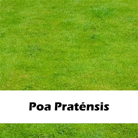 Poa Pratensis El Cencerro 15 KG Comprar En La Retama