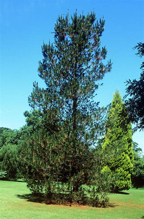 Monterey Pine Pinus Radiata Photograph By Tony Woodscience Photo