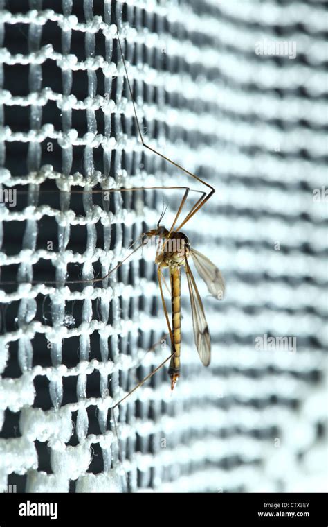 Culex Mosquito Blood Hi Res Stock Photography And Images Alamy