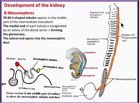 Urogenital System 3 Development Of The Kidney Mesonephros YouTube YouTube