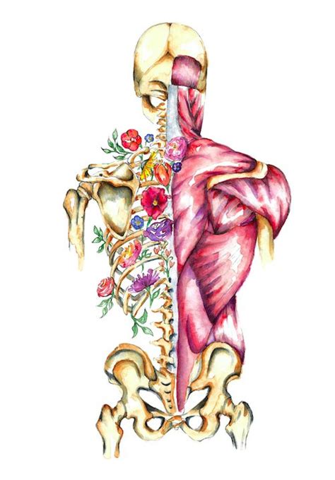 Anatomy in Bloom — Almost Anatomical | Anatomy art, Medical art, Human ...