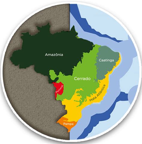 Biomas Do Brasil Mapa Poligonal Explore O Universo Das Apostas