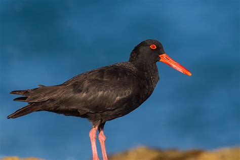 Bird Sooty Oystercatcher Barwon Bluff