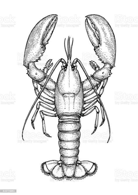 Ink Sketch Of Lobster Isolated On White Background Hand Drawn