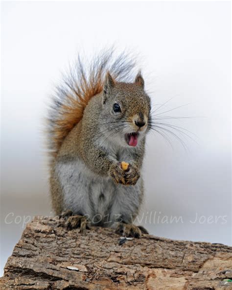 American Red Squirrel Or Pine Squirrel Project Noah