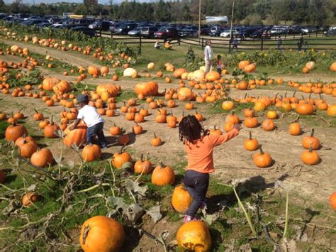 Pumpkin Patches Fall Festivals And Spooktacular Events In Maryland And