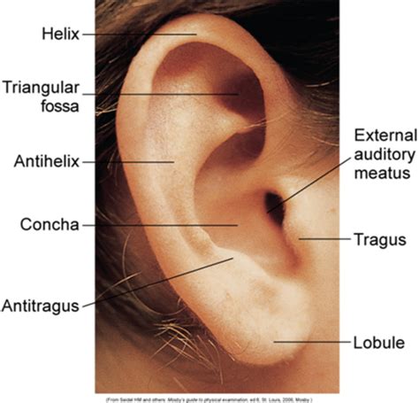 Assessment Of Eye Ear Nose Sinus Mouth And Throat Flashcards Quizlet