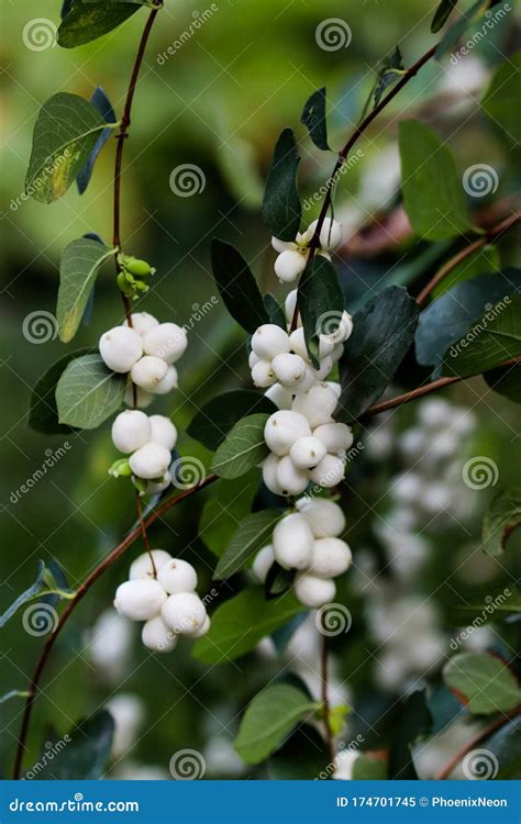 Minimal Detailed Autumn Macro Of Symphoricarpos Known As The Snowberry