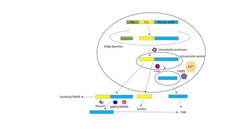 Influence Of Bdnf Genetic Polymorphisms In The Pathophysiology Of Aging