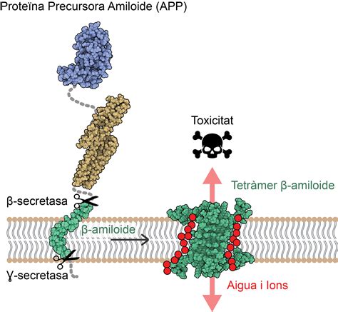 A New Mechanism Of Toxicity In Alzheimer S Disease Revealed By The 3D