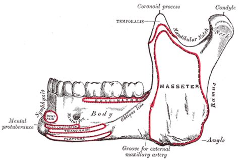 Long Jaw Mandible