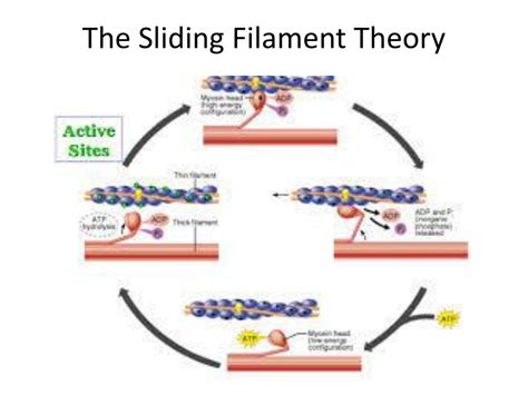 PPT The Sliding Filament Theory PowerPoint Presentation,, 60% OFF