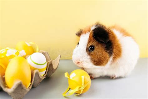 Live Guinea Pig With Decorated Easter Stock Image Image Of Mammal