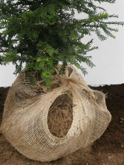 Eibe Taxus Baccata Cm Pflanzenabholen De