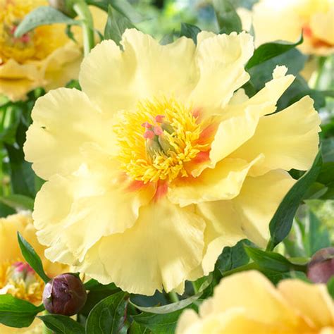 Peony - Itoh - Garden Treasure – Plantcetera