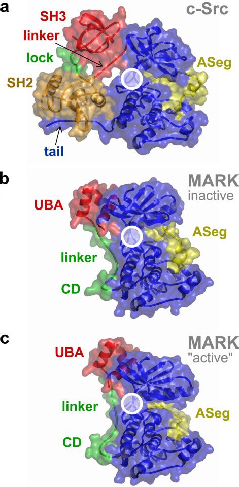 Inhibition By Extra Catalytic Domains In C Src And Mark Catalytic Download Scientific Diagram