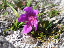 Arctic Tundra Plant Life