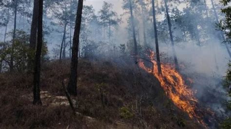 Incendios Forestales Han Arrasado Con Más De 63 Mil Hectáreas De Bosque