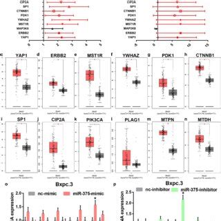 Identification Of SP1 As A Potential Downstream Target Gene Of MiR 375