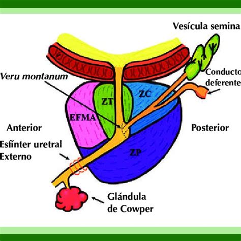 Anatom A De Las Zonas Prost Ticas De Cuerdo A Mcneal La Pr Stata Se