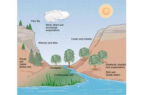 Abiotic factors - Congaree swamp project