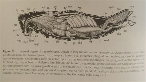 Internal Anatomy of Insects – Colton's Field Study