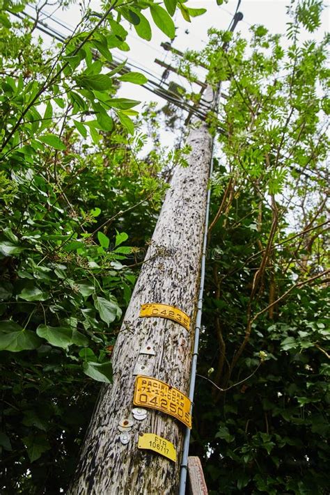 California Telephone Pole In Forest On Overcast Day Editorial Stock