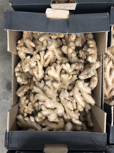 Ginger Medium Box Langridge Organic Products Ltd