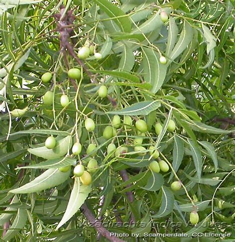 Medicinal Plants Azadirachta Indica Neem Vepa Nimba Vembu Part 3