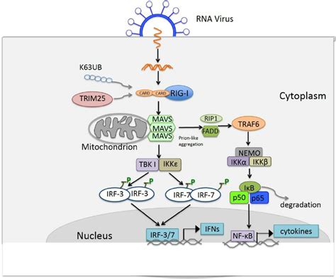 Schematic Illustration Of Retinoic Acid Inducible Gene I RIG I