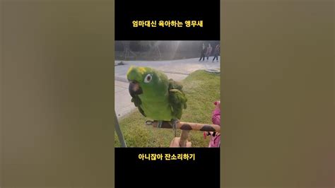 엄마대신 육아하는 앵무새 아랑이 말잘하는앵무새 Talking Bird 아마존앵무새 대화하는앵무새 Youtube