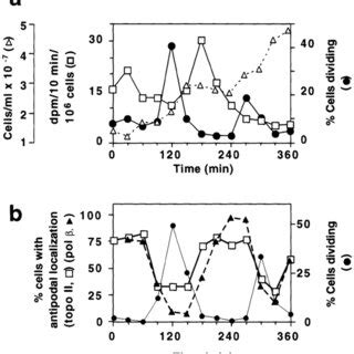 Localization of pol β and topo II in hydroxyurea synchronized C