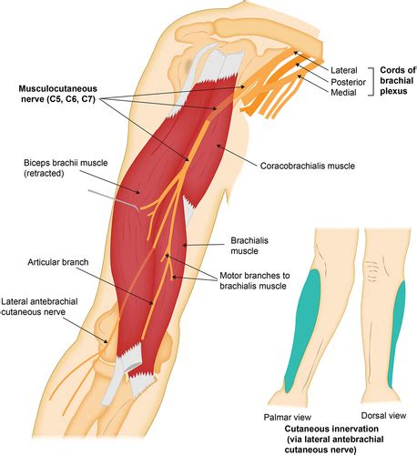 Full Article Ultrasound Guided Percutaneous Peripheral Nerve Stimulation Of The