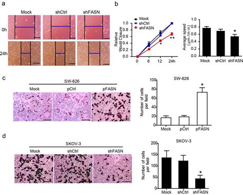 Fasn Increases The Motility And Metastasis Of Ovarian Cancer Cells A