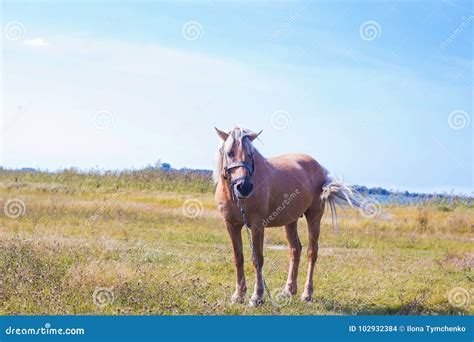 Light Brown Horse With White Mane On Green Meadow Near Lake Stock Photo